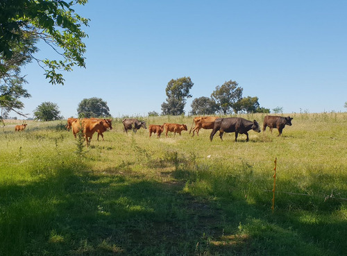 Venta Campo En Baradero 78 Hectareas