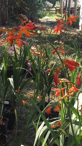 Crocosmias Fuego Del Diablo - Vivero Rolocampo