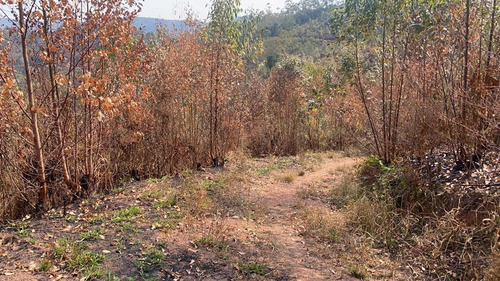 Imagem 5 de 14 de B1 Terreno Com Visão Ampla Para A Natureza Arvores Frutífera