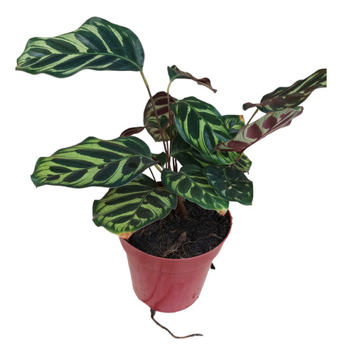 Planta Calathea Macoyana Envío Gratis