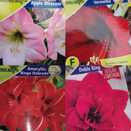 Bulbos Florales Importados Amaryllis Dahlias Gladiolos