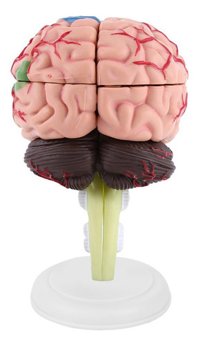 4d Desmontado Anatómico Cerebro Humano Modelo Anatomía Teach