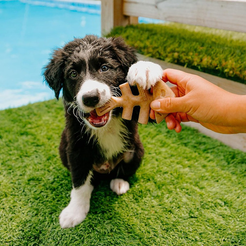 Dientes de perro Benebone Fishbone Puppy Pp Salmon