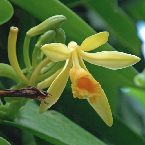 Muda De Orquídea Baunilha Vanilla ( Culinária ) | Parcelamento sem juros