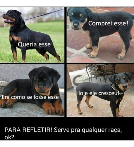 Rottweiler_ Alto Padrão _ Frete Grátis_ Ninhada 04.04.20