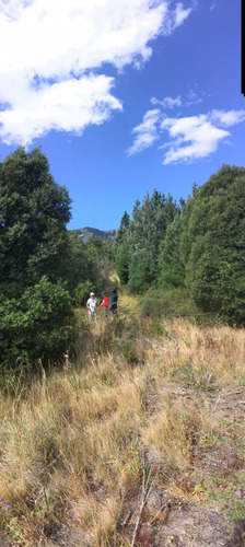 Terreno De 2500 M2 , A 50 M De La Costa Del Lago Lolog. Forestación Abundante.