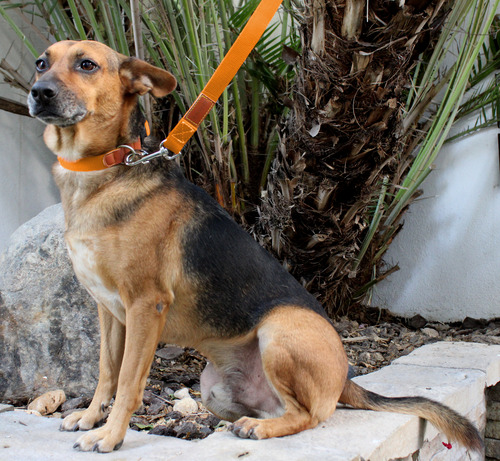 Collar Para Perro Gossët Kit Clasico Con Correa