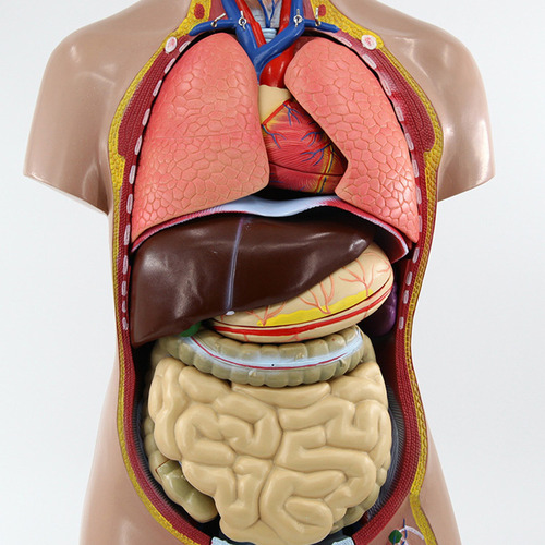 11 Pulgadas Torso Humano Cuerpo Anatomía Modelo Corazón