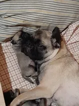 Comprar Pug Carlino