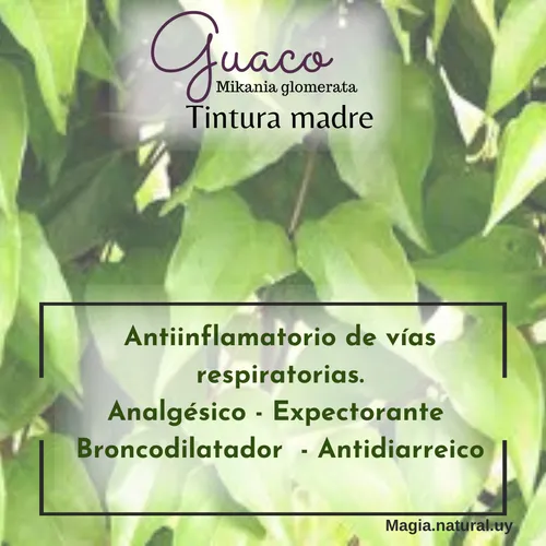 Homeopatía. Tintura Madre De Guaco. Homeopatía