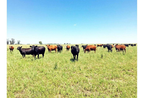 Imagen 2 de 15 de Campo En Quemu Quemu La Pampa