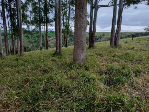 Imagem 3 de 16 de Sítio Com 3.8 Alqueires Com Casa Simples Terra Vermelha 5 Km Do Asfalto Água Corrente No Fundo Do Sítio, Oportunidade... Custo Benefício... Valor : 295 Mil Município De Itapetini - Ch00089 - 695779