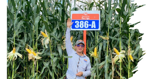 Semilla De Maiz Hibrido Amarillo Para Silo H-386 Forrajero