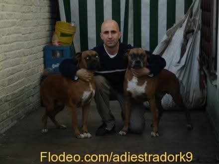 Adiestrador Canino Zona Sur
