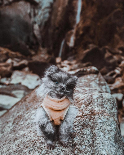Suéter Para Perros Gooby, Chaleco De Forro Polar Elástico, C