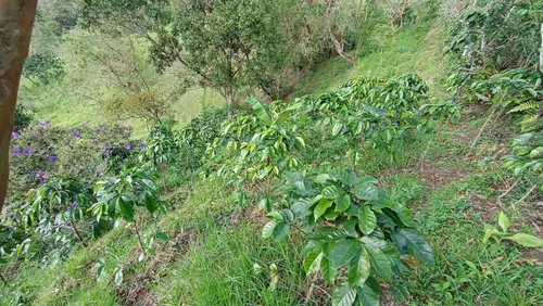 Deja Que El Campo Trabaje Para Ti : Finca En Quipile