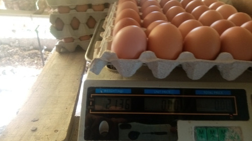 Imagen 4 de 9 de Huevos Caseros Busco Rebendedor