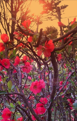 Duraznero De Jardín Flor Roja 1,60 Mt Alt !!!! | Cuotas sin interés