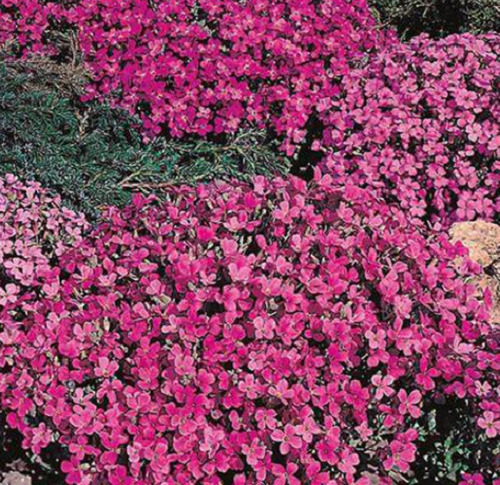 100 Semillas De Flor Ubrietia Rosa+ Instructivo