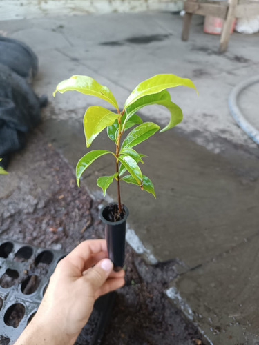Mudas De Canela Sassafrás, Kit Com 4 Mudas De 10 A 25cm