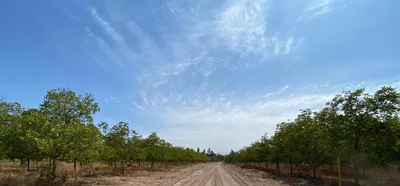 Nogales de Santa Ana
