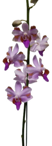 Phalaenopsis Doritis Doritaenopsis Trilabelo Planta Rara