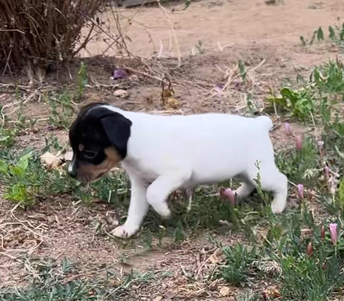 Cachorros Terrier Chileno