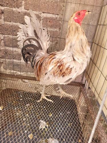 Gallos Muy Finos