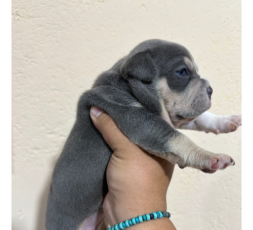 American Bully Pocket Blue Criadero Cachorros 