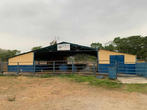Vendo Hermosa Hacienda Ubicada En San Felipe Edo. Yaracuy Yb