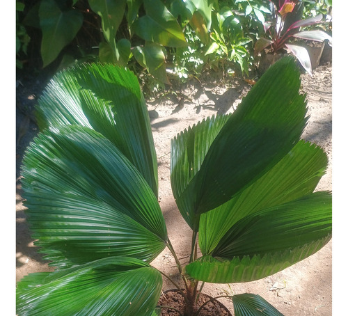 Palmeira Licuala Grandis Leque 50 Cm - Retirar L Freitas Ba