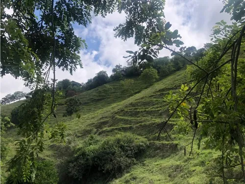 Venta Finca Productiva 132 Hectáreas Entre Pácora Y Salamina, Caldas