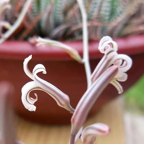 Haworthia Fasciata-bulbo-facil Mantenimiento Y Belleza Exóti