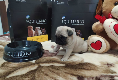 Imagen 4 de 7 de Hembritas Pug Carlino