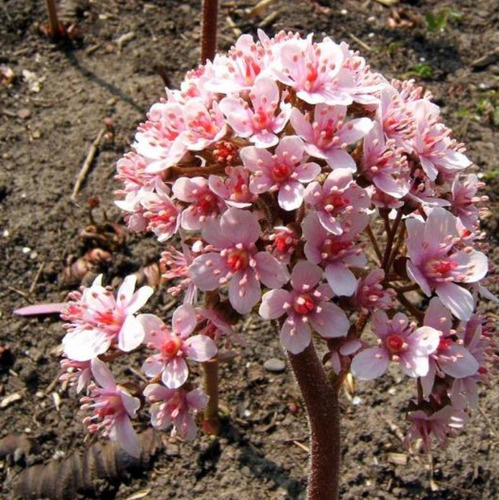 Semente Aquática Ornamental Comestíve Darmera Arbusto P/muda