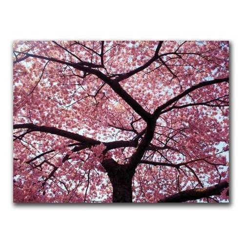 Cherry Tree De Cateyes, Arte De Pared En Lienzo De 18 X 24 P