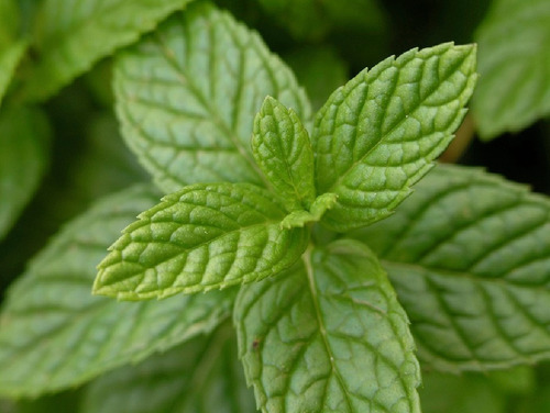 Semillas De Menta Medicinal