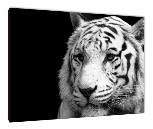 Cuadro Tigres Varios Modelos 50x70 (2)