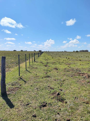 Imagen 2 de 19 de Campo De 95 Has En Ataliva Roca -la Pampa