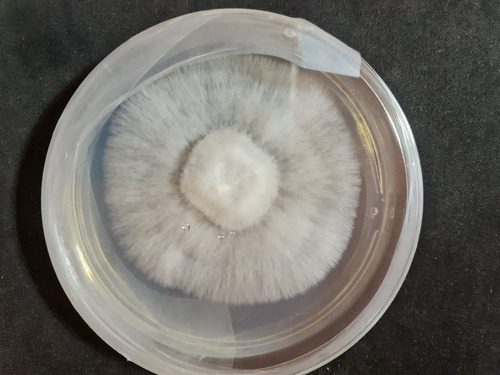 Micelio Shiitake (m3710)- Placa Petri