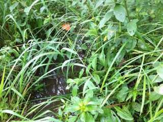 Imagem 2 de 16 de Terreno / Área Para Comprar No Marques Em Brumadinho/mg - 293