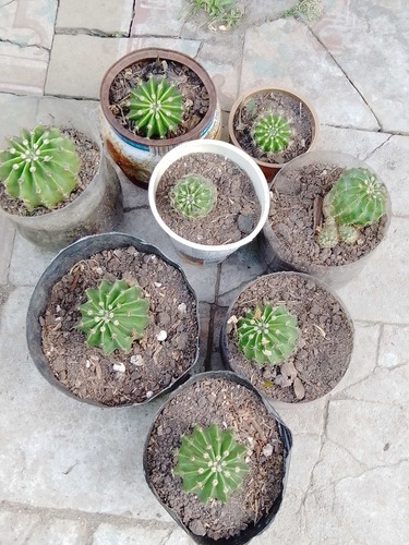 Imagen 3 de 3 de Cactus De Hermosas Flores Perfumadas Desde $ 100
