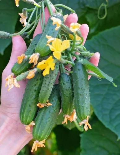 Seeds4planting - Semillas De Pepino A La Ede Un Veci.