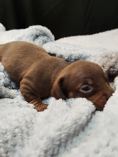 Cachorros Dachshund Salchichas Mini