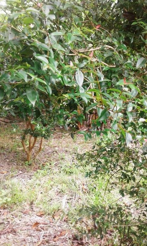 Chácara Com 6 Dormitórios À Venda, 400 M² Por R$ 480.000,00 - Forquilhas - São José/sc - Ch0063