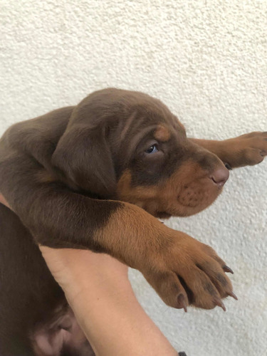 Imagem 1 de 5 de Lindos Filhotes De Doberman Disponível