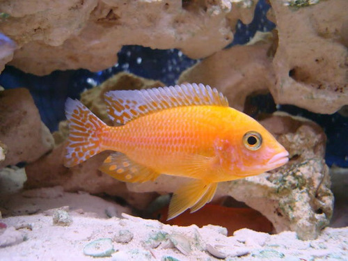 Pez Africano Aulonocara Fire-fish(agua Templada)