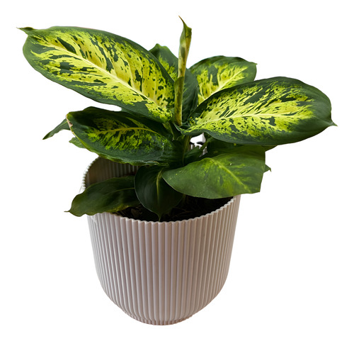Dieffenbachia Laguna M12 Planta De Interior Laguna