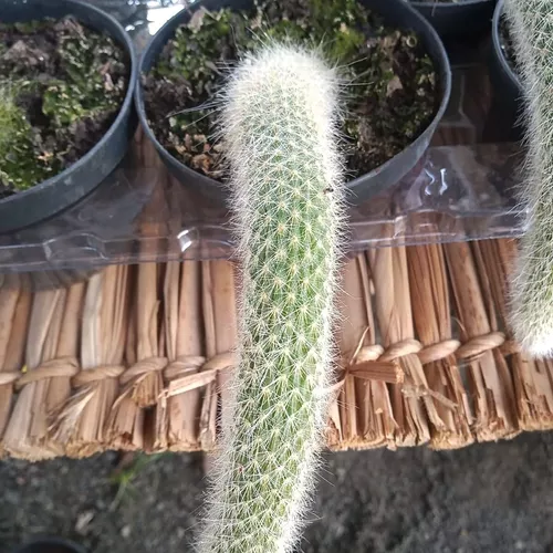 Cacto Cactus Rabo De Macaco Suculenta Fácil De Cudar