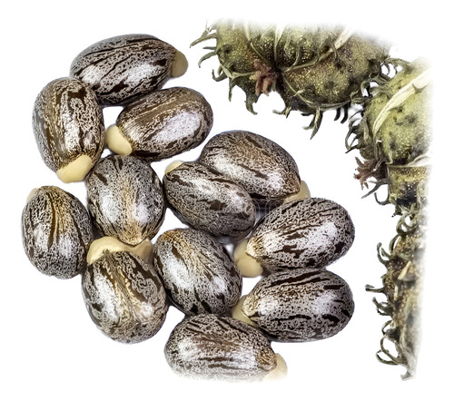 100 Semillas De Higuerilla O Ricino (ricinus Communis)